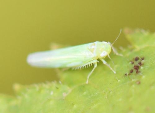 Réf. 243 920 : Typhlocybinae inconnu